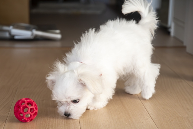 匂いを嗅ぐ犬