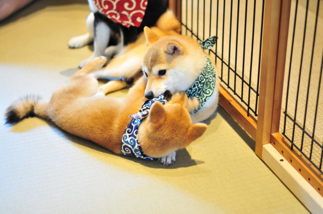 子犬同士の甘噛み