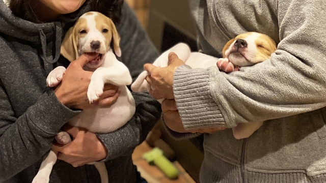 子犬甘噛み