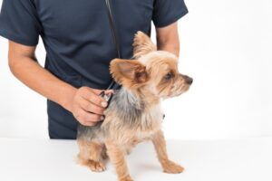 ワクチンを接種する犬