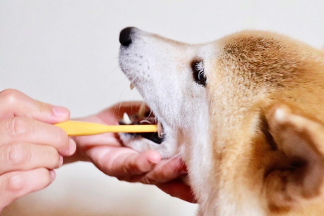 【トレーナー監修】犬が歯みがきを嫌がる理由3選とおすすめの対処法
