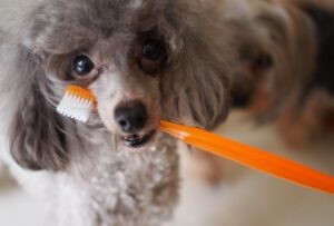 【トレーナー監修】愛犬の歯みがき方法！嫌がるときはどうすればいい？