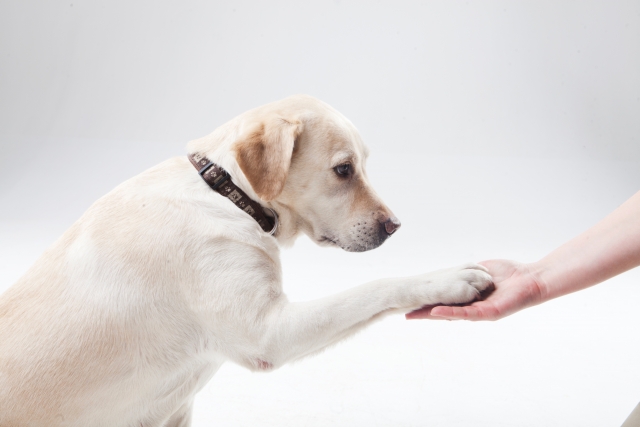 【トレーナー監修】犬のおてのコツは？おての必要性や効果的なしつけ方法