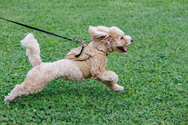 【トレーナー監修】犬が散歩中に引っ張る３つの理由と対処法とは？