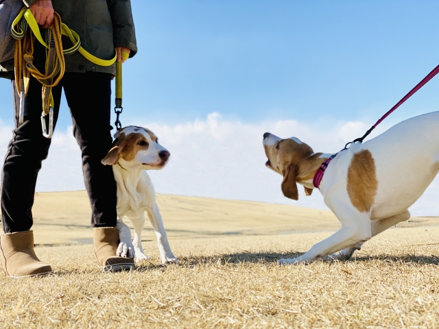 【トレーナー監修】犬が散歩中に他の犬や人に吠える理由と対処法とは？