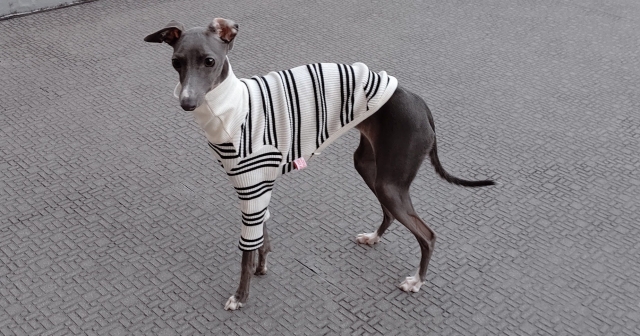 italian-greyhound