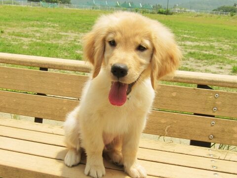 golden-retriever