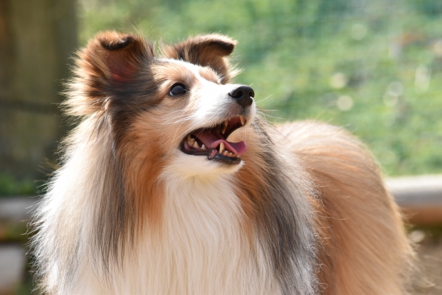 shetland_sheepdog