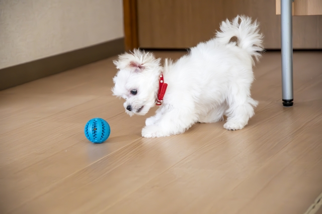 【トレーナー監修】犬が誤飲しやすい物と誤飲したときの対処法